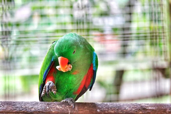 Eclectus Roratus Bayan Birds Een Papegaai Die Voorkomt Maluku Eilanden — Stockfoto