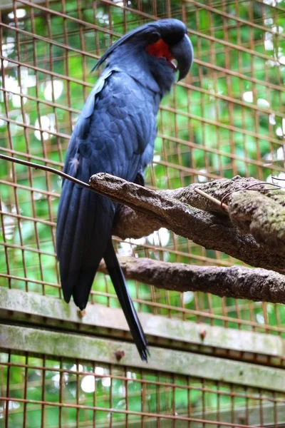 Φοινικόδεντρο Palm Cockatoo Είναι Ένας Μεγάλος Καπνιστός Γκρίζος Μαύρος Παπαγάλος — Φωτογραφία Αρχείου