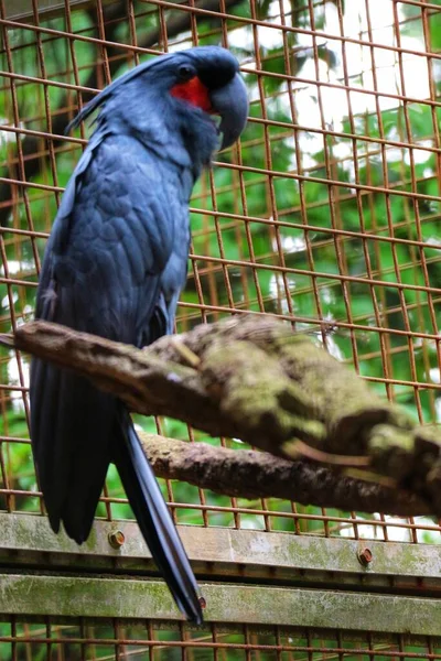 Φοινικόδεντρο Palm Cockatoo Είναι Ένας Μεγάλος Καπνιστός Γκρίζος Μαύρος Παπαγάλος — Φωτογραφία Αρχείου