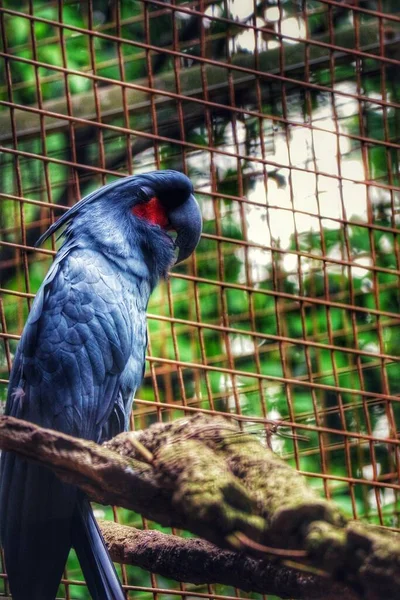 Palmový Kakadu Také Známý Jako Goliath Cockatoo Nebo Velký Černý — Stock fotografie