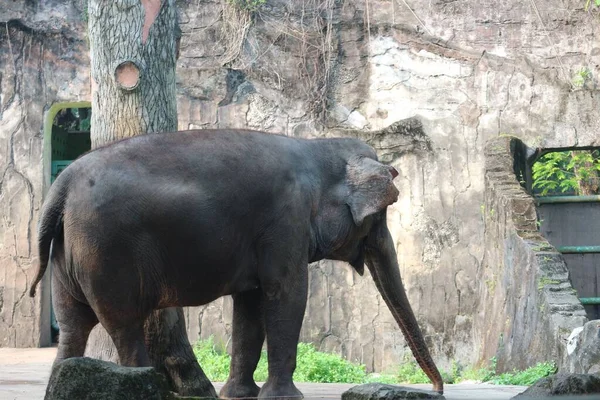 Фотография Суматранского Слона Elephas Maximus Sumatranus Парке Дикой Природы Зоопарке — стоковое фото