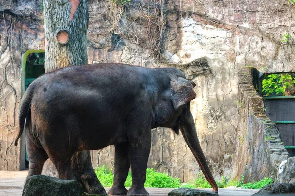 Dies Ist Ein Foto Des Sumatra Elefanten Elephas Maximus Sumatranus — Stockfoto