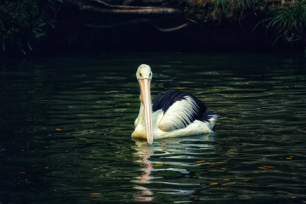 Papagaio Pelicano Uma Ave Aquática Que Tem Uma Bolsa Sob — Fotografia de Stock