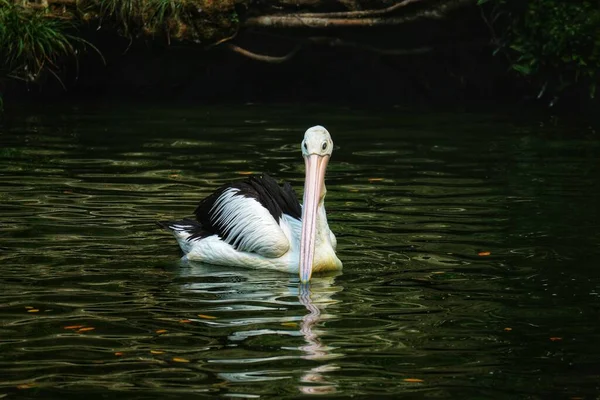 Der Papagei Oder Pelikan Ist Ein Wasservogel Der Einen Beutel — Stockfoto