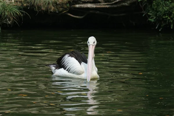Der Papagei Oder Pelikan Ist Ein Wasservogel Der Einen Beutel — Stockfoto