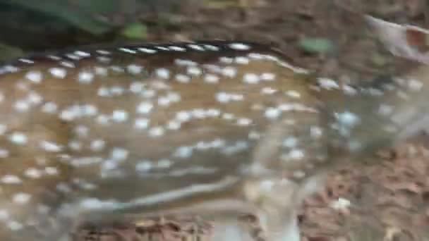 Rusa Totol Naukową Nazwą Osi Zoo Ragunan Inne Nazwy Jeleń — Wideo stockowe