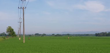 Yeşil pirinç tarlaları, mavi gökyüzü ve beyaz bulutlu bahçeler. Arkasındaki dağın siluetini görebilirsiniz. Yogyakarta 'ya giderken bu manzara.