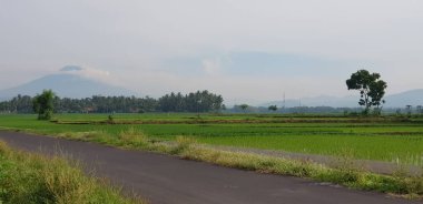 Yeşil pirinç tarlaları, mavi gökyüzü ve beyaz bulutlu bahçeler. Arkasındaki dağın siluetini görebilirsiniz. Yogyakarta 'ya giderken bu manzara.