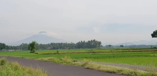 绿稻田 蓝天白云的园林景观 你可以看到他身后一座山的轮廓 这种观点在去日惹的路上也是如此 — 图库照片