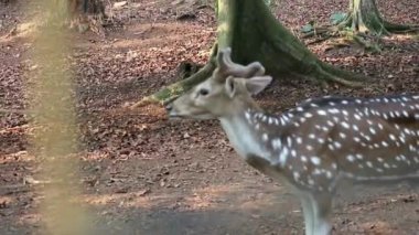 Ragunan Hayvanat Bahçesi 'nde bilimsel adı Axis axis olan Rusa Totol. Benekli geyik (