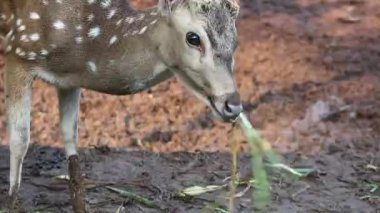 Ragunan Hayvanat Bahçesi 'nde bilimsel adı Axis axis olan Rusa Totol. Benekli geyik (