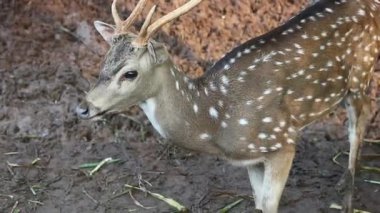 Ragunan Hayvanat Bahçesi 'nde bilimsel adı Axis axis olan Rusa Totol. Benekli geyik (