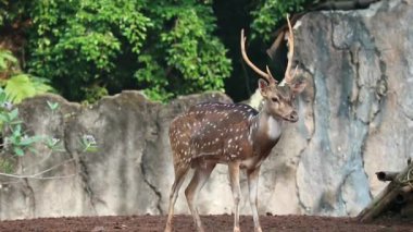 Ragunan Hayvanat Bahçesi 'nde bilimsel adı Axis axis olan Rusa Totol. Benekli geyik (