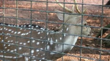 Raguna Hayvanat Bahçesi 'nde bilimsel adı Axis axis olan Rusa Totol. Benekli geyik (