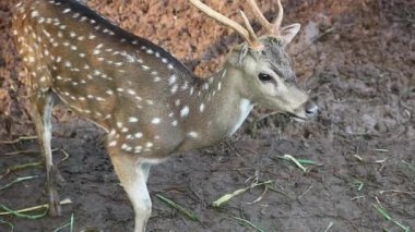 Raguna Hayvanat Bahçesi 'nde bilimsel adı Axis axis olan Rusa Totol. Benekli geyik (