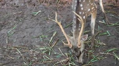 Raguna Hayvanat Bahçesi 'nde bilimsel adı Axis axis olan Rusa Totol. Benekli geyik (