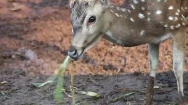Raguna Hayvanat Bahçesi 'nde bilimsel adı Axis axis olan Rusa Totol. Benekli geyik (