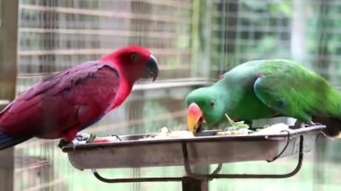 Eclectus roratus ya da Moluccan eclectus olarak da bilinen Bayan Birds, Maluku Adaları 'na özgü bir papağan türüdür. Erkeğin çoğunlukla parlak zümrüt yeşili tüyleri ve dişinin kırmızı renkleri vardır..