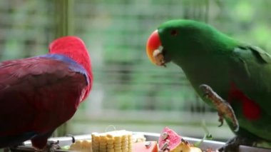 Eclectus roratus ya da Moluccan eclectus olarak da bilinen Bayan Birds, Maluku Adaları 'na özgü bir papağan türüdür. Erkeğin çoğunlukla parlak zümrüt yeşili tüyleri ve dişinin kırmızı renkleri vardır..