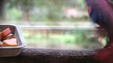 Eclectus roratus ya da Moluccan eclectus olarak da bilinen Bayan Birds, Maluku Adaları 'na özgü bir papağan türüdür. Erkeğin çoğunlukla parlak zümrüt yeşili tüyleri ve dişinin kırmızı renkleri vardır..