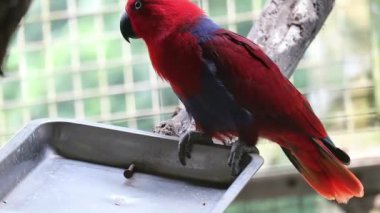 Eclectus roratus ya da Moluccan eclectus olarak da bilinen Bayan Birds, Maluku Adaları 'na özgü bir papağan türüdür. Erkeğin çoğunlukla parlak zümrüt yeşili tüyleri ve dişinin kırmızı renkleri vardır..