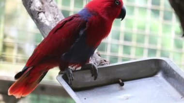 Eclectus roratus ya da Moluccan eclectus olarak da bilinen Bayan Birds, Maluku Adaları 'na özgü bir papağan türüdür. Erkeğin çoğunlukla parlak zümrüt yeşili tüyleri ve dişinin kırmızı renkleri vardır..