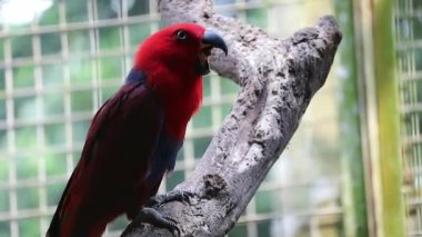 Bayan Birds, which has the scientific name Eclectus roratus or also known as the Moluccan eclectus, is a parrot native to the Maluku Islands. The male having a mostly bright emerald green plumage and 