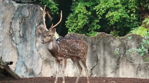 在拉古纳州的动物园里 有一个名为Axis Axis的科学名字叫Rusa Totol 其他的名字是斑鹿 或阿克斯鹿群 是一种原产于印度次大陆的鹿群 非常漂亮 — 图库视频影像