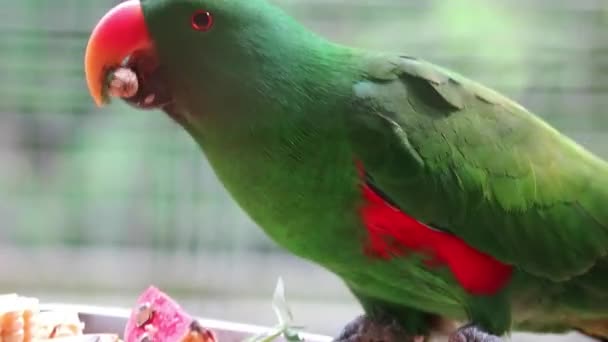 エクルクトゥス ロータス Eclectus Roratus という科学名を持つ鳥類 Moluccan Eclectus マルク諸島に生息するオウムである 主に明るいエメラルドの緑のプラムを持っている男性と女性は赤い色を持っています — ストック動画