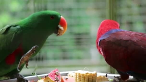 Bayan Birds Que Tiene Nombre Científico Eclectus Roratus También Conocido — Vídeo de stock