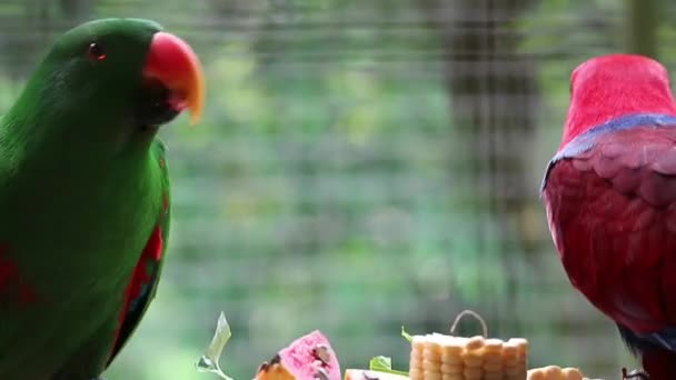 Eclectus Roratus Moluccan Eclectus Olarak Bilinen Bayan Birds Maluku Adaları — Stok video