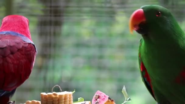 エクルクトゥス ロータス Eclectus Roratus という科学名を持つ鳥類 Moluccan Eclectus マルク諸島に生息するオウムである 主に明るいエメラルドの緑のプラムを持っている男性と女性は赤い色を持っています — ストック動画