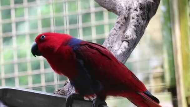 Bayan Birds Que Tiene Nombre Científico Eclectus Roratus También Conocido — Vídeo de stock