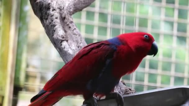 Bayan Birds Which Has Scientific Name Eclectus Roratus Also Known — ストック動画