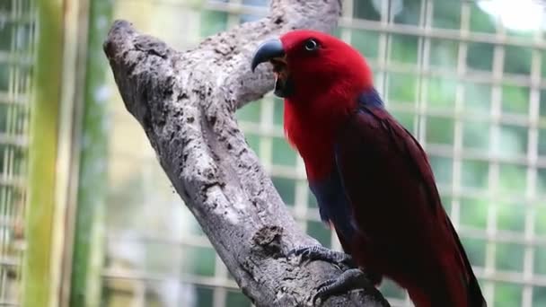 Bayan Birds Which Has Scientific Name Eclectus Roratus Also Known — Αρχείο Βίντεο