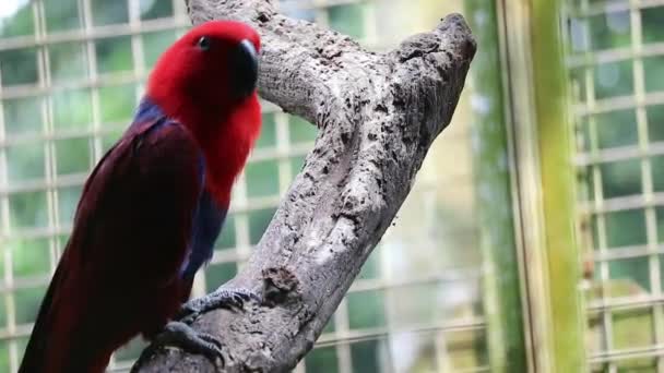 Bayan Birds Which Has Scientific Name Eclectus Roratus Also Known — ストック動画