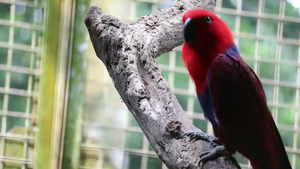 Bayan Birds Which Has Scientific Name Eclectus Roratus Also Known — Vídeo de stock