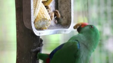 Bayan Birds, which has the scientific name Eclectus roratus or also known as the Moluccan eclectus, is a parrot native to the Maluku Islands. The male having a mostly bright emerald green plumage and 
