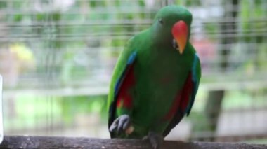 Bayan Birds, which has the scientific name Eclectus roratus or also known as the Moluccan eclectus, is a parrot native to the Maluku Islands. The male having a mostly bright emerald green plumage and 