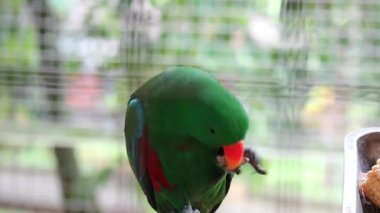 Bayan Birds, which has the scientific name Eclectus roratus or also known as the Moluccan eclectus, is a parrot native to the Maluku Islands. The male having a mostly bright emerald green plumage and 