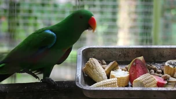 Bayan Birds Which Has Scientific Name Eclectus Roratus Also Known — Stockvideo