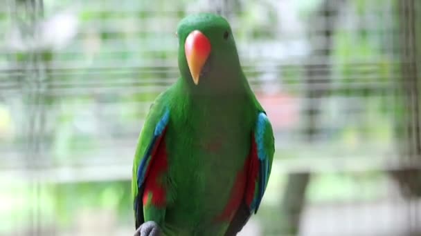 Bayan Birds Which Has Scientific Name Eclectus Roratus Also Known — Stock video
