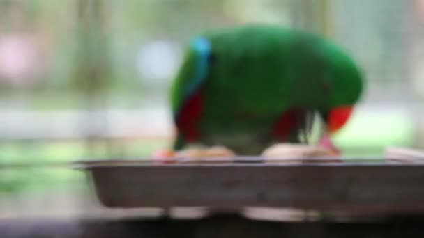 Bayan Birds Which Has Scientific Name Eclectus Roratus Also Known – Stock-video