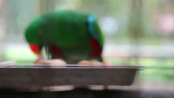 Bayan Birds Which Has Scientific Name Eclectus Roratus Also Known Stock Video