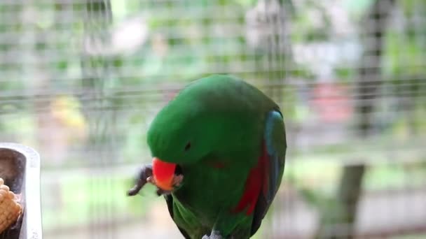 Bayan Birds Which Has Scientific Name Eclectus Roratus Also Known — Stok Video