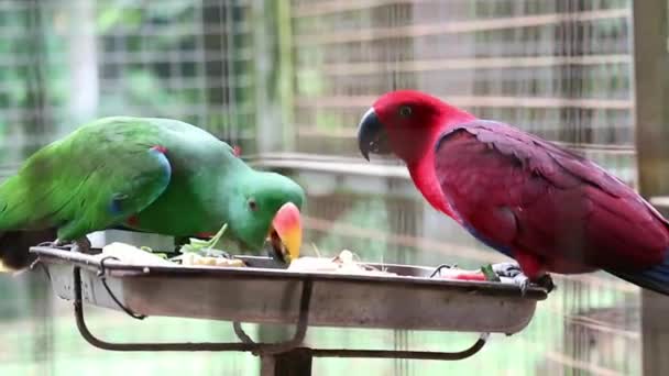 Bayan Birds Which Has Scientific Name Eclectus Roratus Also Known — Stok video