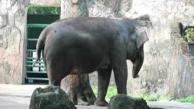 Bu, vahşi yaşam parkındaki (Elephas maximus sumatranus) Sumatran filinin videosu. Bu fil sadece Sumatra adasında yaşayan Asya filinin bir alt örgütüdür..