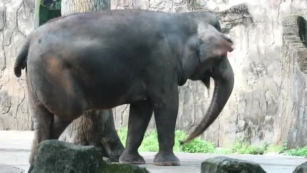 这是苏门答腊象 Elephas Maximus Sumatranus 在野生动物公园或动物园的视频 这只大象是只生活在苏门答腊岛上的亚洲象的亚种 — 图库视频影像
