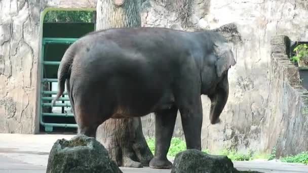 Detta Video Sumatran Elefant Elephas Maximus Sumatranus Wildlife Park Eller — Stockvideo