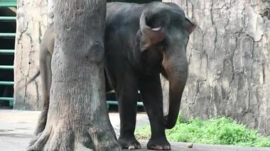 Bu, vahşi yaşam parkındaki (Elephas maximus sumatranus) Sumatran filinin videosu. Bu fil sadece Sumatra adasında yaşayan Asya filinin bir alt örgütüdür..